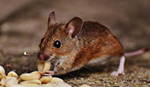 24 Hour & Emergency Exterminators in Mount Pleasant, MI